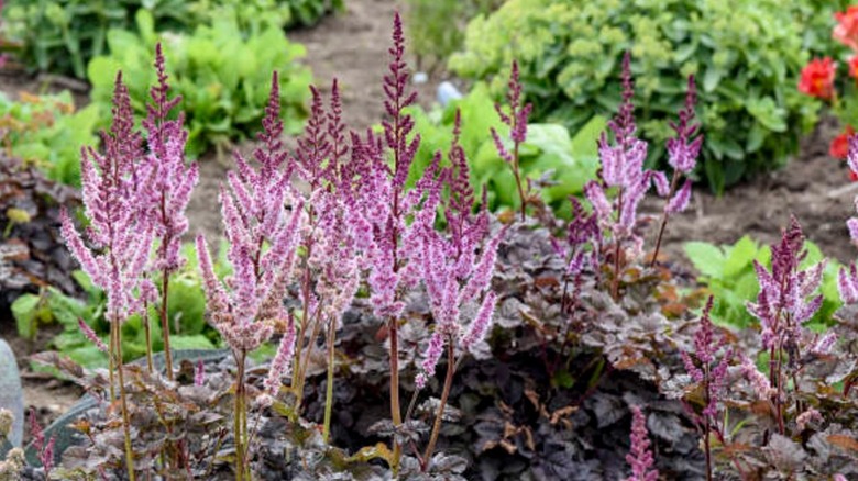 Dark Side of the Moon Astilbe with purple flowers and dark red foliage
