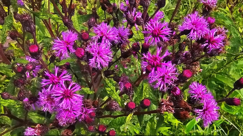 Ironweed in the garden with beautiful violet pink blooms