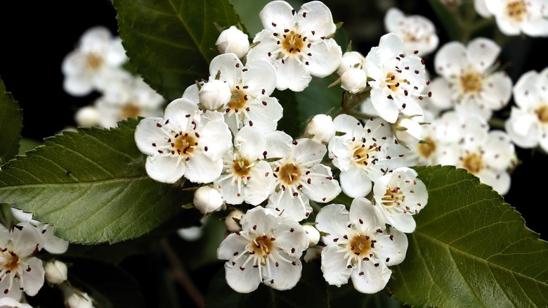 The tiny white blooms of the apple hawthorn.