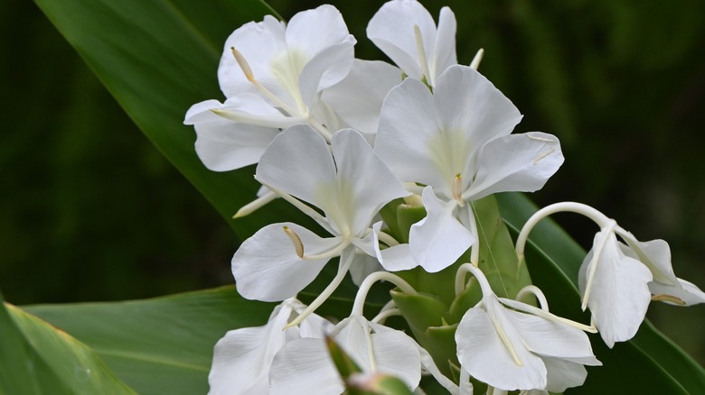Butterfly ginger's open, butterfly-like white blooms.