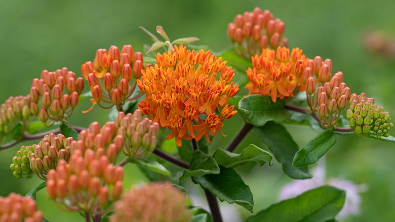 The bright, orange flowers of the butterfly milkweed clustered together.