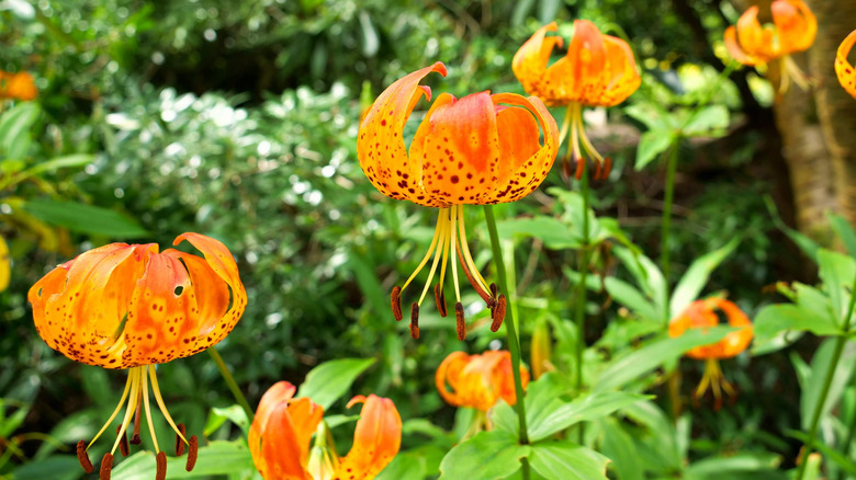 The unique orange flowers of the Carolina lily.