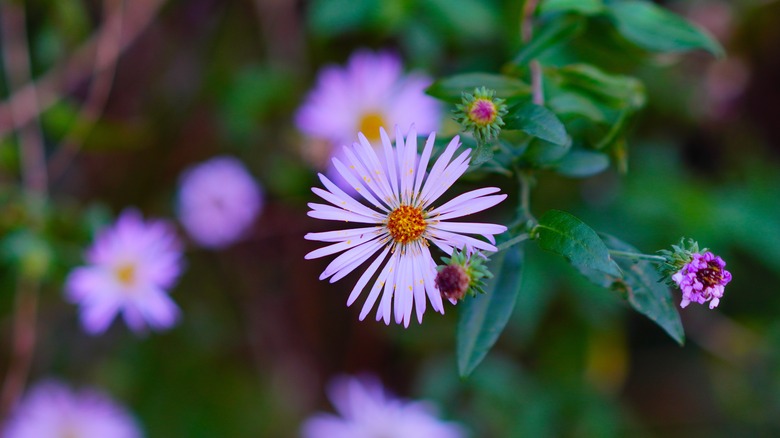 A rose pink climbing aster with its daisy-like flowers.