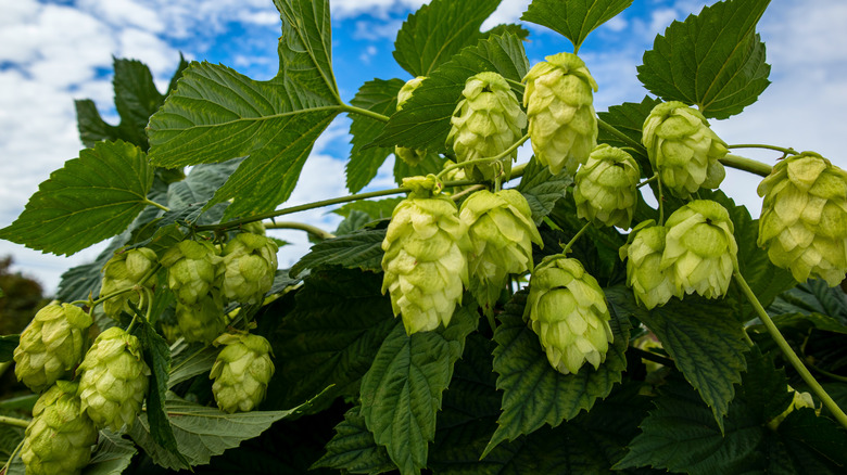 Common hops against a bright, blue sky.