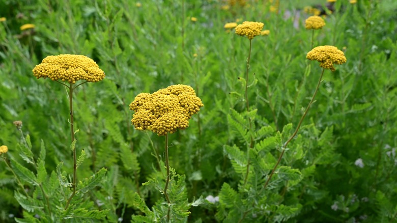 Yellow fernleaf yarrow growing in a large patch.