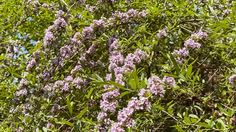 Rows of perfectly pink flowers on the fountain butterfly bush.