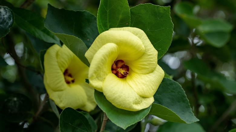 The unique whorling petals of the hamabo hibiscus.