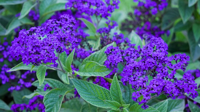 Clusters of purple Heliotrope flowers.