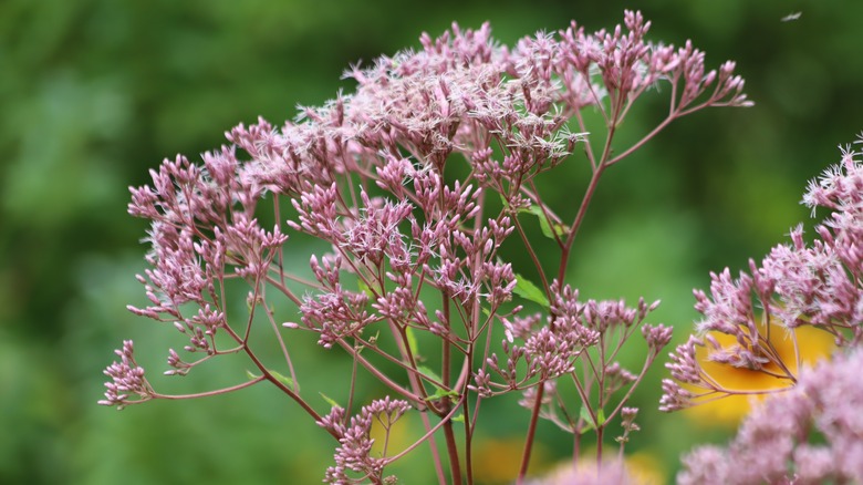 The deep pink flower clusters on the hollow Joe-Pye weed plant.