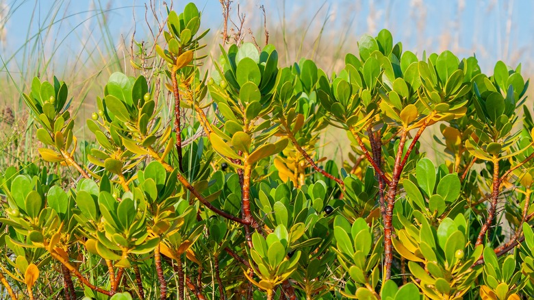 A patch of inkberry growing in the sun.