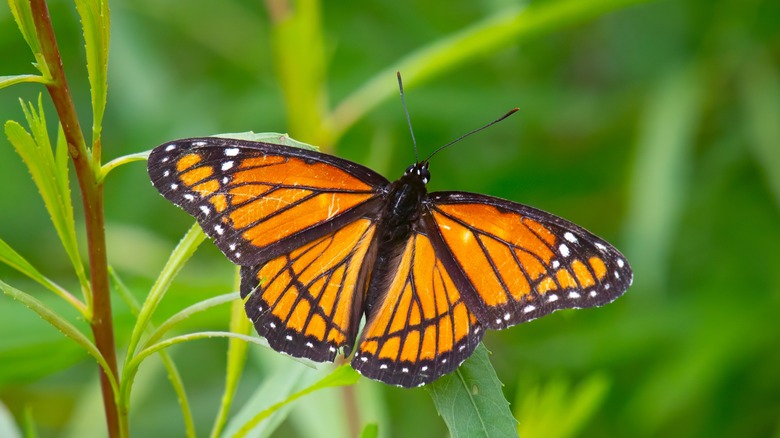 An orange viceroy butterfly resting on a leaf.