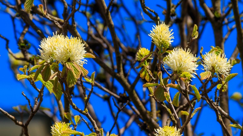 Large fothergilla flowers blooming against a blue sky.