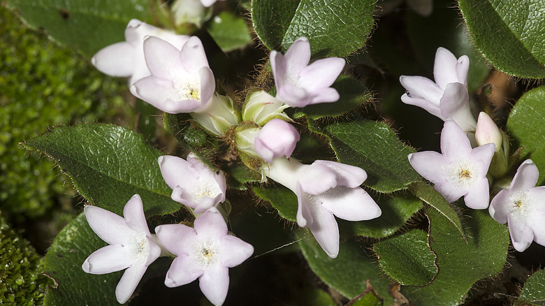 Tiny star-shaped blossoms on the mayflower plant.