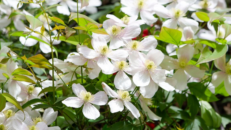 Mountain clematis' gentle white flowers with yellow-orange centers.
