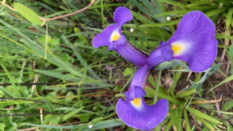 A single Savannah iris growing in the grass.