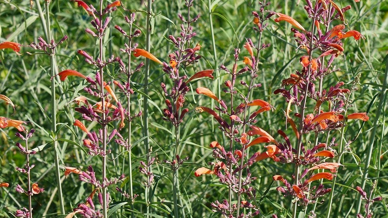 A group of purple-orange sunset hyssop flowers growing together.
