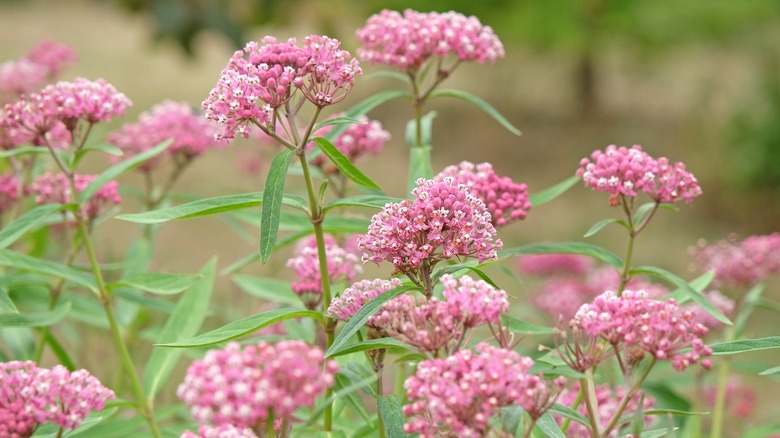 A cluster of pink swamp milkweed.