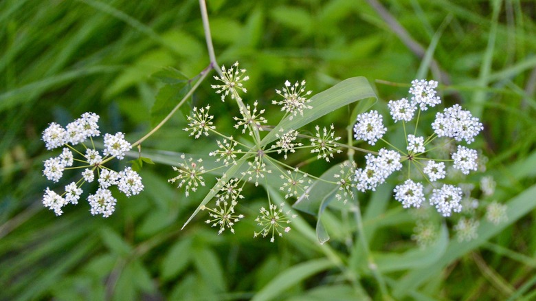 The delicate white blooms of the water hemlock.