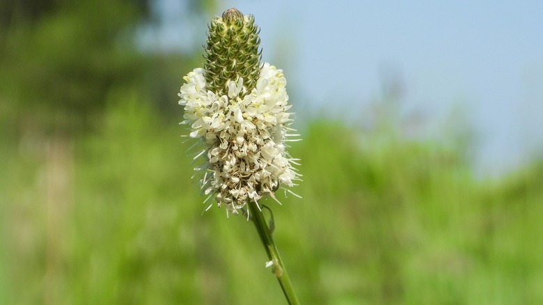 A single white prairie clover starting to flower.