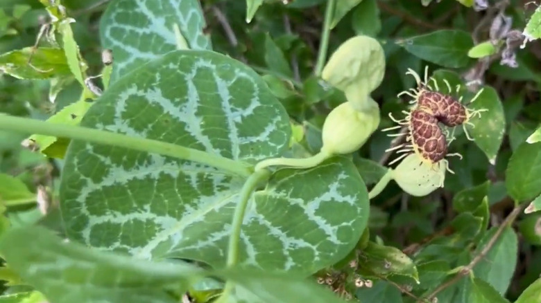A white-veined hardy Dutchman's pipe in bloom next to one still closed away in its bud.