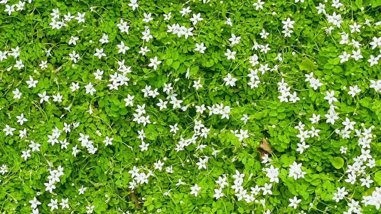 White flowering blue star creeper covers an area of lawn in a backyard