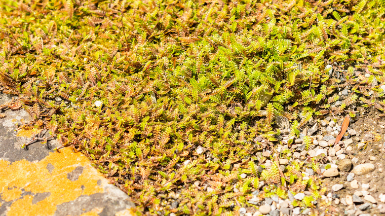 The fern-like New Zealand native ground cover brass buttons covers the ground near a paved pathway