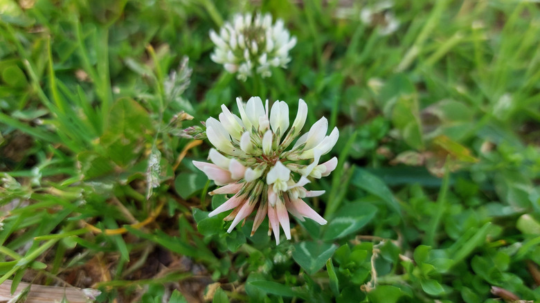 A flower blooms in a patch of lawn filled with clover plants.