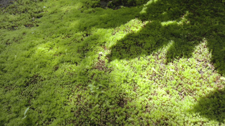 Moss covers an area of lawn beside a pathway in a Japanese garden
