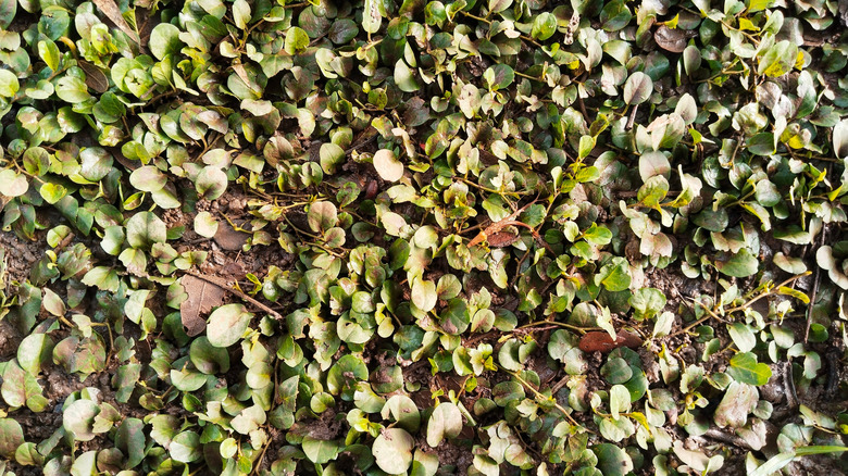 Creeping wire vine thoroughly covers a dry patch of lawn.