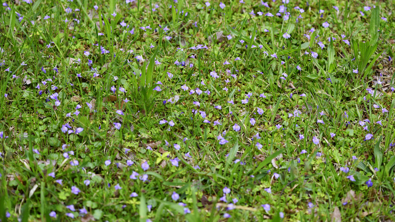 Common blue violet plants fill the gaps in a patchy area of lawn