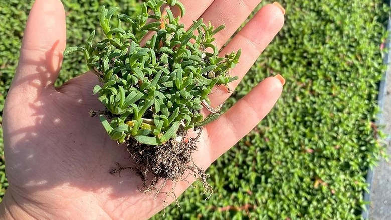 A gardener holds a plug of Dwarf Carpet of Stars close to the camera lens