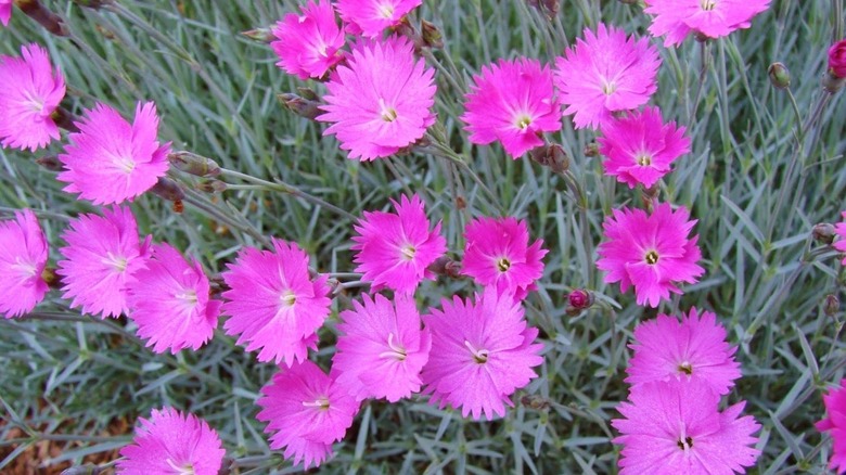 Pink flowering dianthus plants completely fill a patch in a backyard lawn.