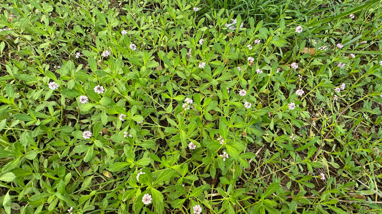 Flowering kurapia growing in a lawn