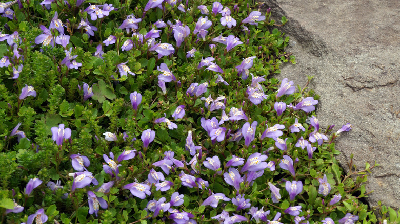 A patch of creeping mazus covered in tiny purple flowers overtakes the lawn near a stone pathway