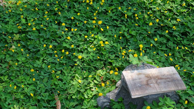 Perennial peanut growing as a lawn alternative ground cover in a backyard near a tree stump