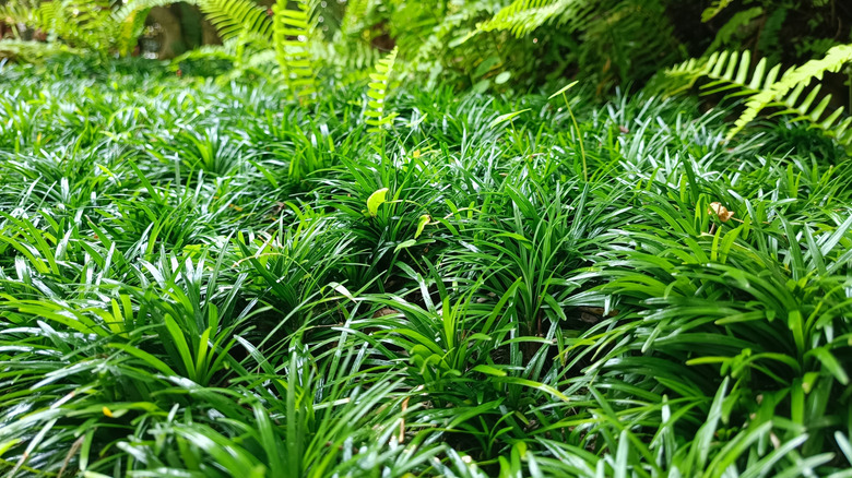 A lush area of a lawn filled with dwarf mondo grass next to a garden bed of ferns