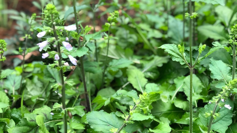 A patch of native lyreleaf sage grows happily in a residential lawn.