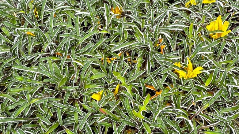 Silver carpet with yellow flowers covers a patch of lawn in a backyard