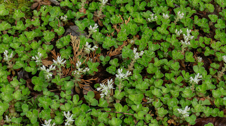 North American native Sedum ternatum spreads across a patch of lawn underneath large trees in a backyard.