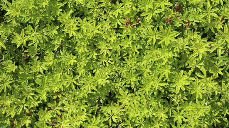 A patch of sweet woodruff growing in a lawn.