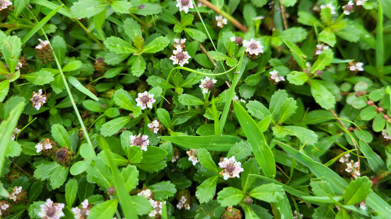 White flowering frogfruit grows in a backyard as a turf grass replacement