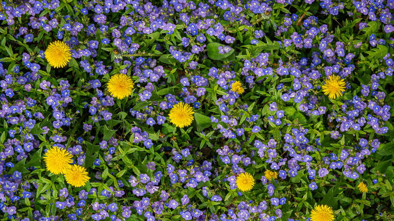 Waterperry blue growing in a lawn with yellow flowering dandelion plants.