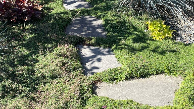 Creeping thyme fills in patches of lawn around stepping stones in a backyard garden