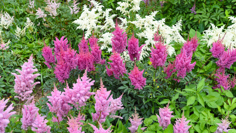 Flower garden full of light pink, dark pink, and white astilbe blooms and green foliage