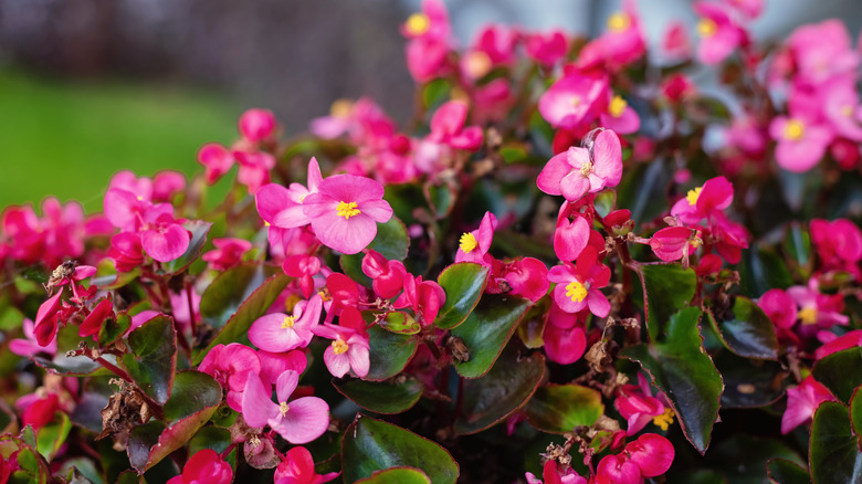 Flower bed with dark pink begonia blooms and deep green foliage