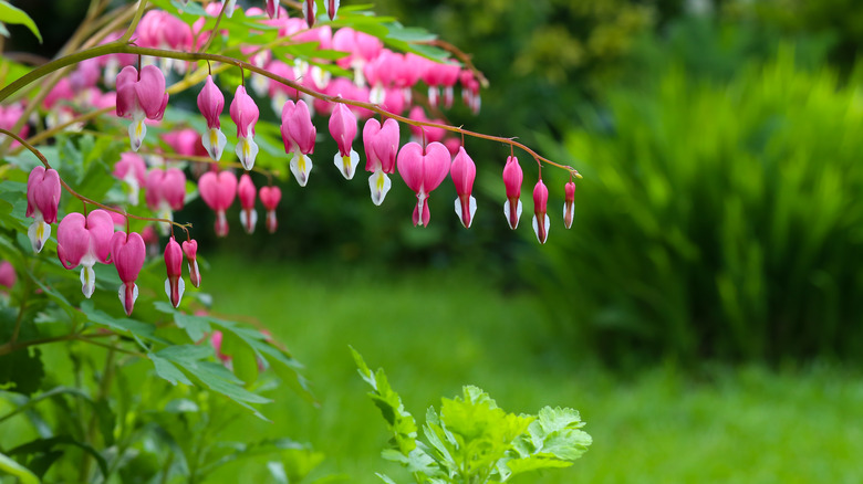 Bleeding heart blooms hanging over foliage near a manicured lawn