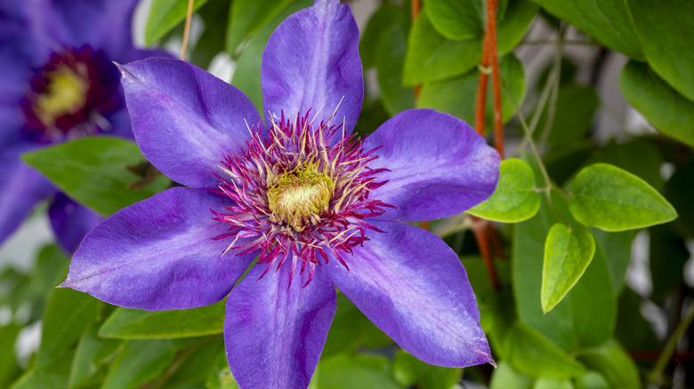 Single bright purple clematis bloom near the center with another bloom in the background and green foliage with red vines.