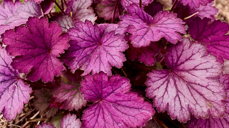 Large cluster of purple coral bell leaves