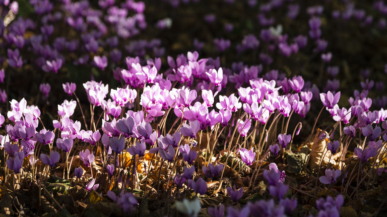 Field of cyclamen blooms over dead leaves with sunlight shining on part of them.