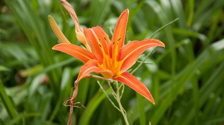 Single orange daylilie bloom with long leaf foliage in the background